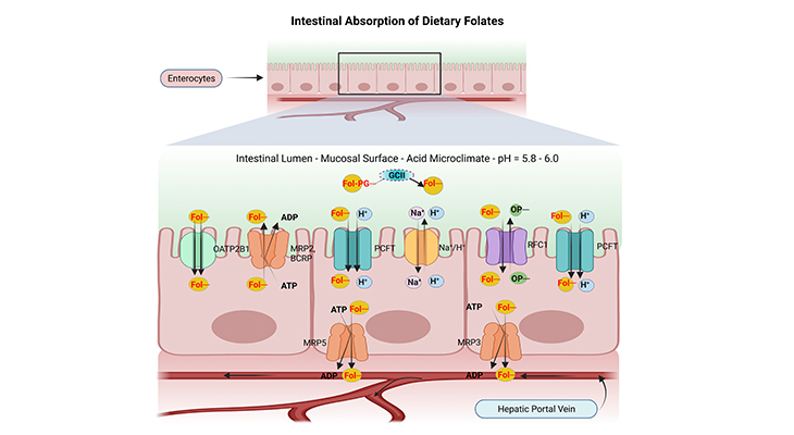 intestinal absorption of dietary folates