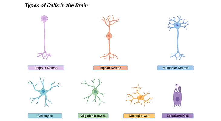 types of cells in the brain