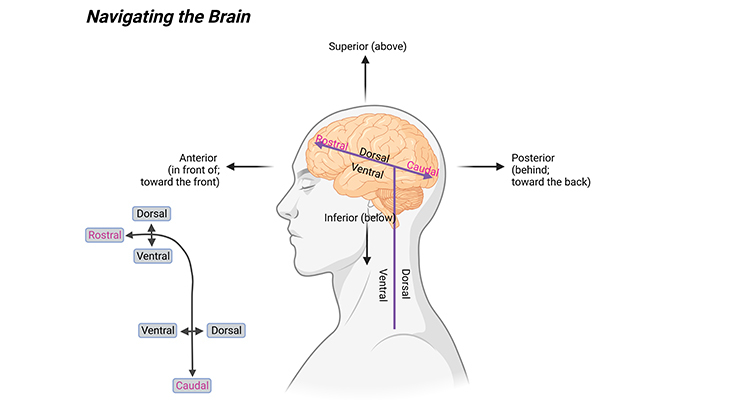 navigating the brain