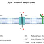 folate transport systems transmembrane carriers