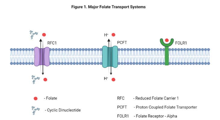folate transport systems transmembrane carriers