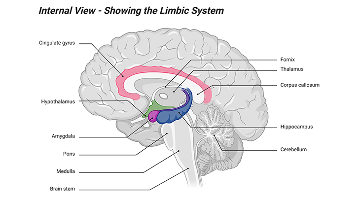 internal view showing the limbic system