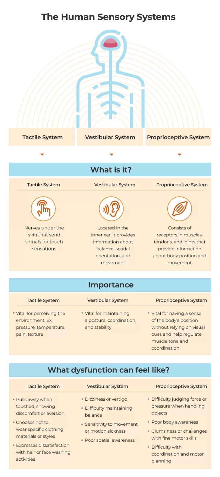 This image depicts a infographic representation of human sensory systems