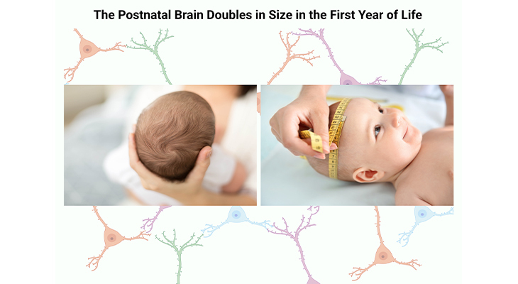 the postnatal brain doubles in size the first year of life