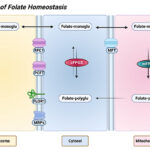 Overview of Folate Homeostasis