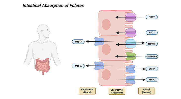 Intestinal Absorption of Folates