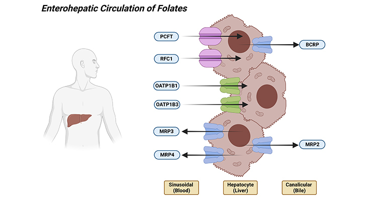 Enterohepatic Circulation of Folates
