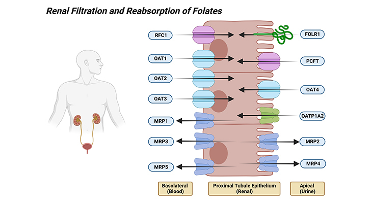 Renal Filtration and Reabsorption of Folates