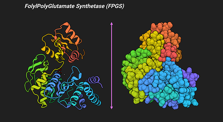 FolylPolyGlutamate Synthetase (FPGS)