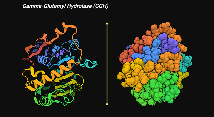 Gamma-Glutamyl Hydrolase (GGH)