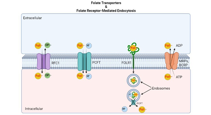 folate transport systems folate receptors