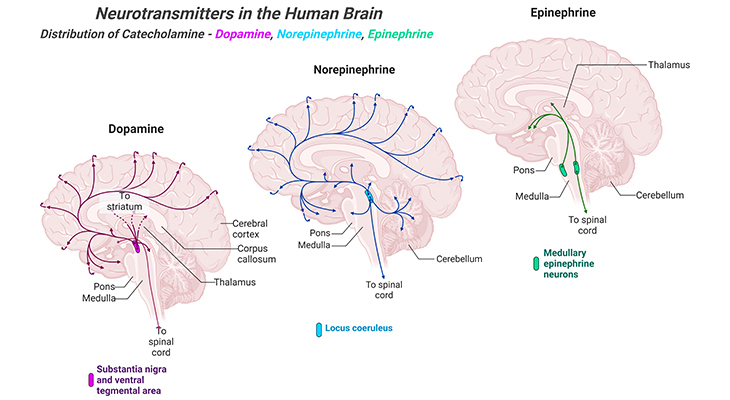 distribution of catecholamine neurotransmitters in the human brain