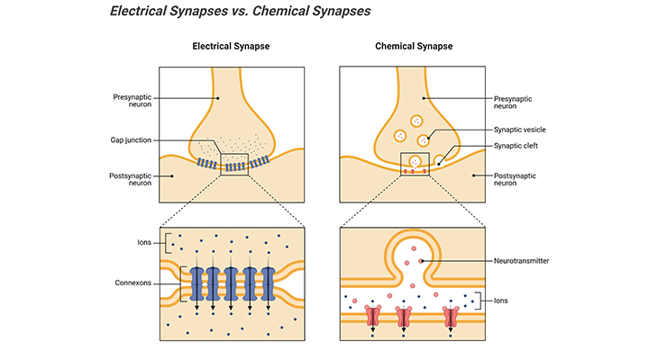 electrical synapses sversus shemical synapses between two neurons