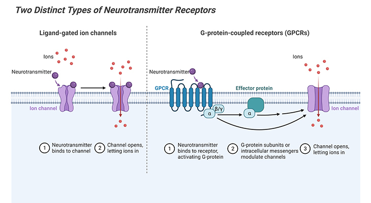two distinct types of postsynaptic neurotransmitter receptors