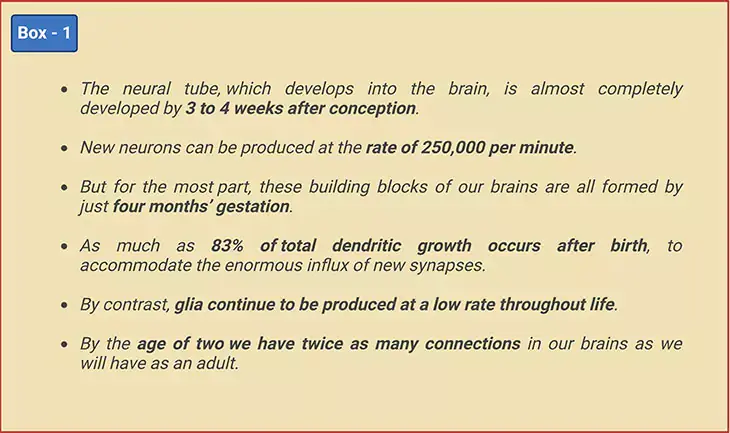 Neural Tube and Brain Development Timeline