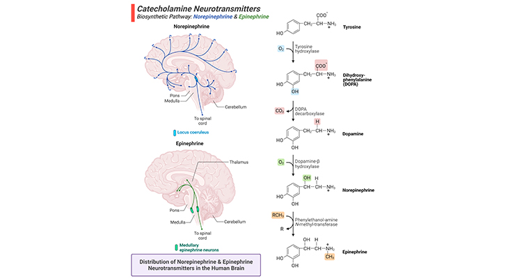 Catecholamine Neurotransmitters Biosynthetic Pathway Norepinephrine & Epinephrine