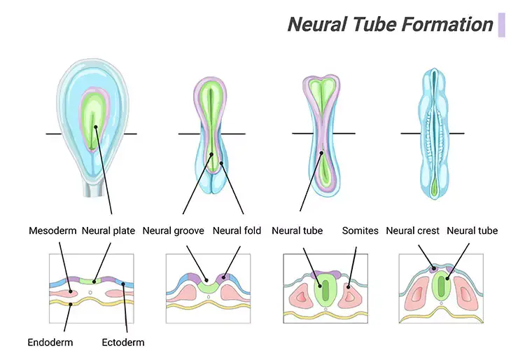 Neural Tube Formation