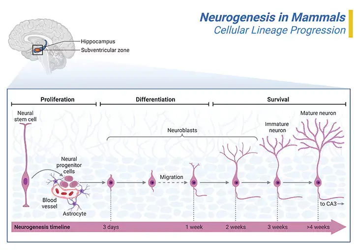 Neurogenesis in Mammals