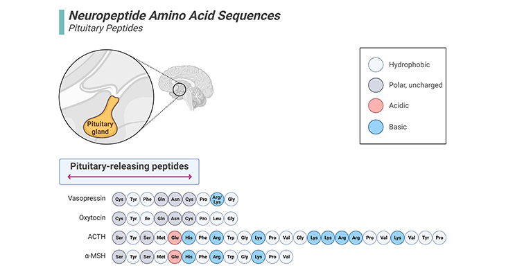 Neuropeptide Amino Acid Sequences Pituitary Peptides