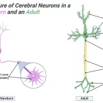 Structure of Cerebral Neurons in a Newborn and an Adult