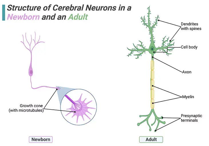 Structure of Cerebral Neurons in a Newborn and an Adult