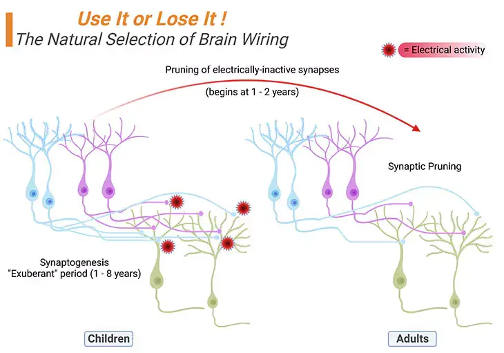 The Neural Selection of Brain Wiring