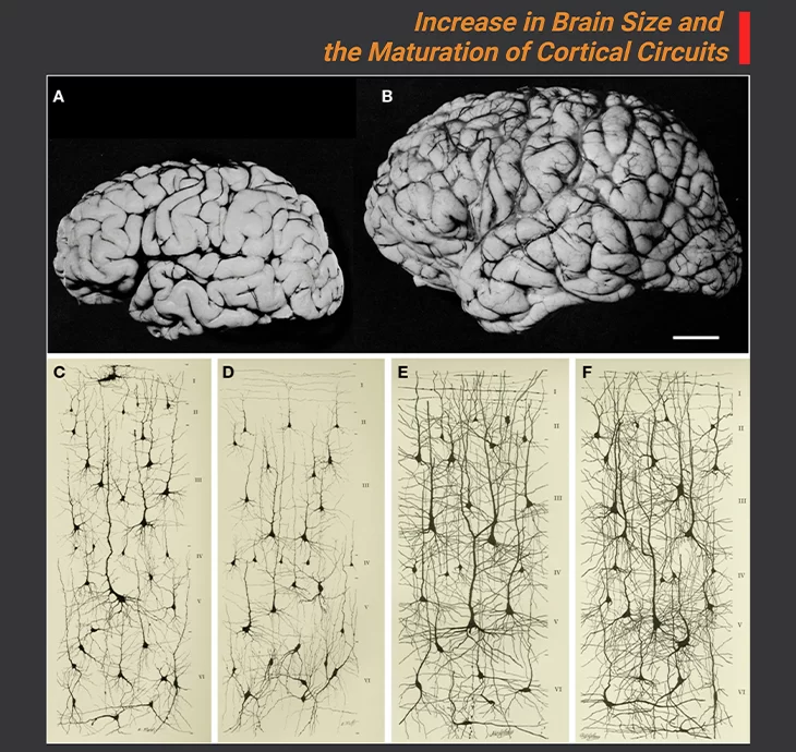 Increase in brain size and the maturation of cortical circutis