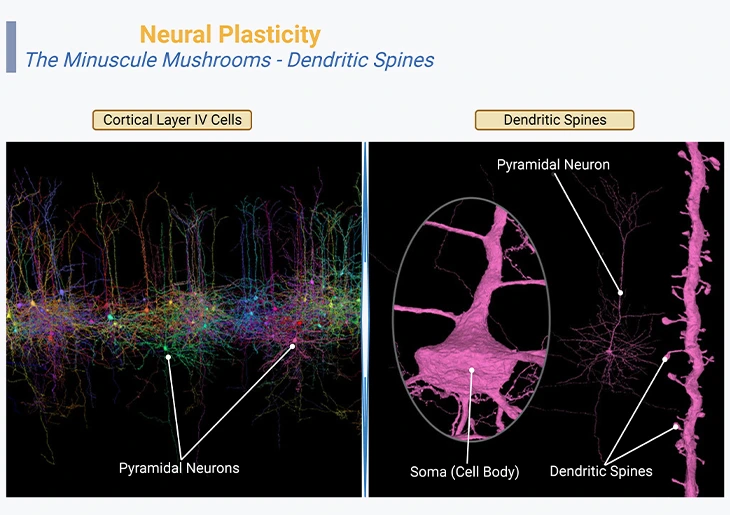 Brain tissue with pyramidal neurons and synapses, the building blocks of learning and memory