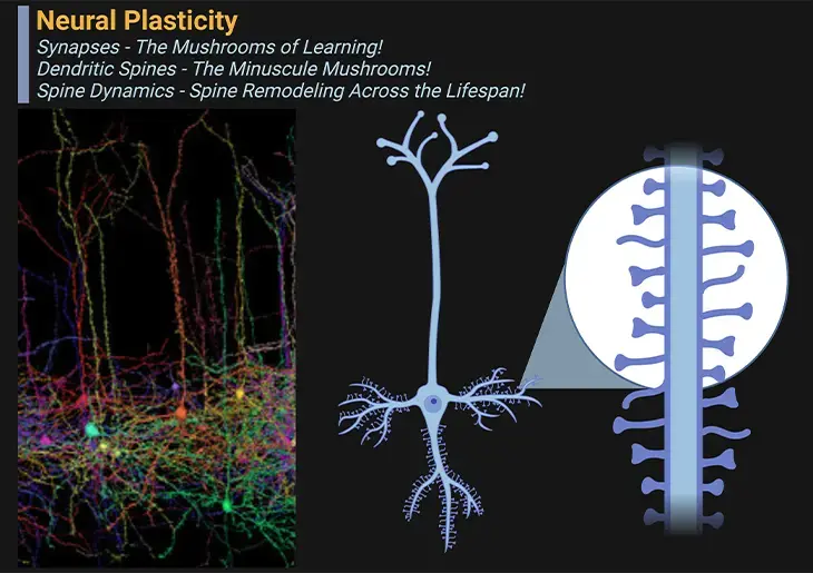 The neural networks of a mushroom, which are made up of hyphae, and a spine, which is made up of dendrites and axons