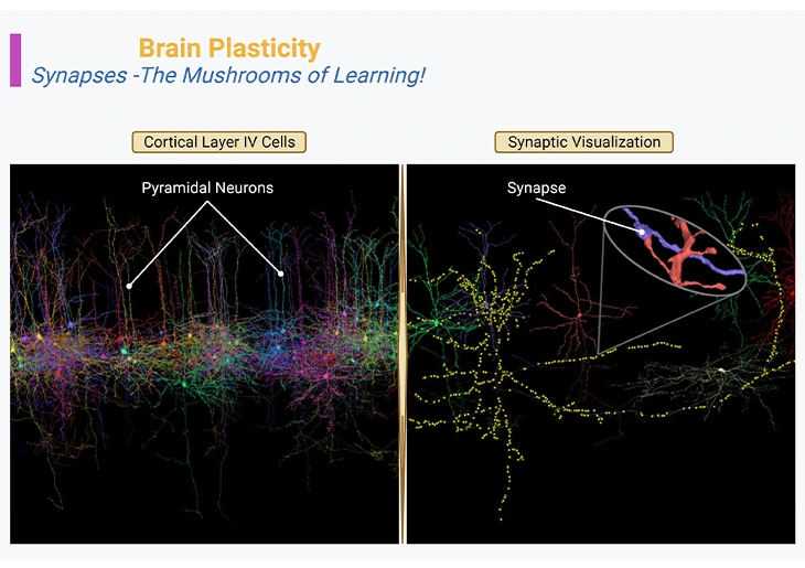 Pyramidal neurons and their synaptic connections form a mushrooming network of learning