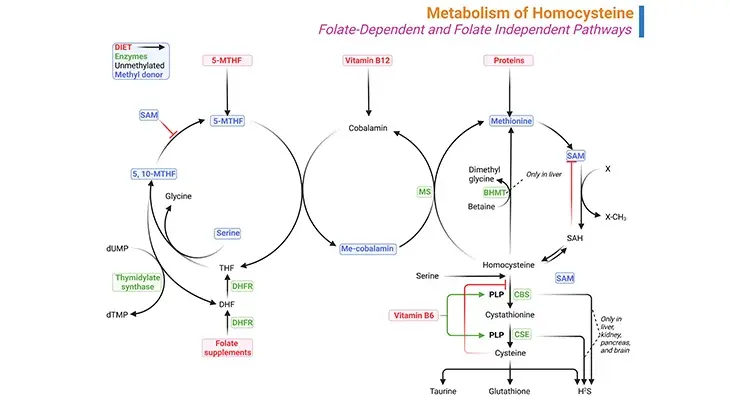 Diagram illustrating the two pathways of homocysteine metabolism: folate-dependent and folate-independent.