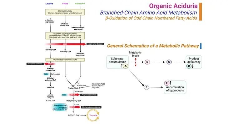 Diagram illustrating organic aciduria in branched-chain amino acid metabolism, β-oxidation of odd-chain fatty acids, and a general schematic of a metabolic pathway.