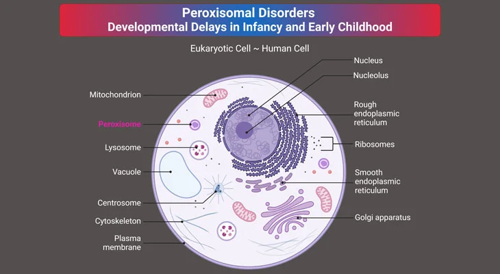 The structure of a eukaryotic cell alongside a human cell
