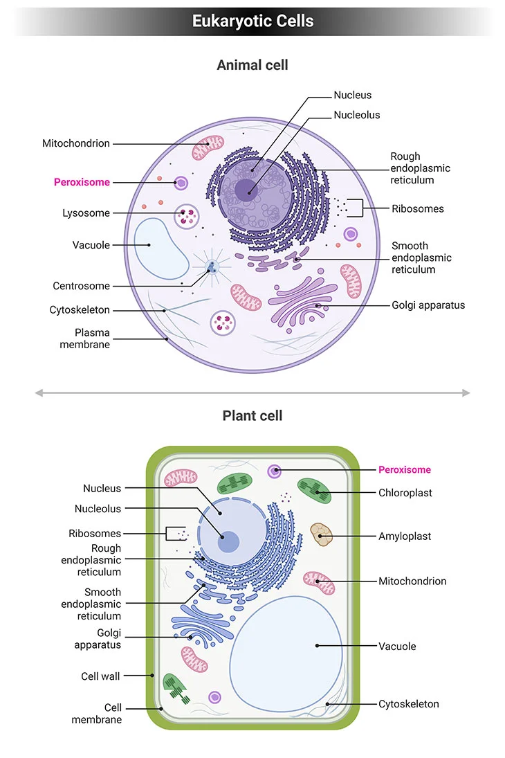 A diagram comparing the structure of an animal cell and a plant cell
