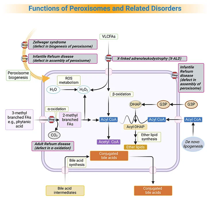 Functions of peroxisomes and related disorders