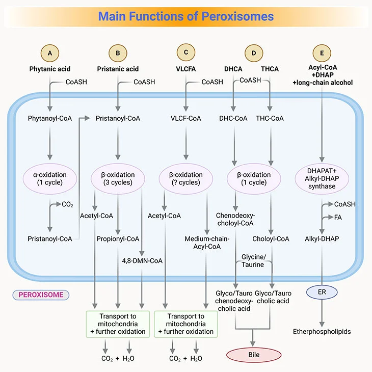 The main functions of peroxisomes