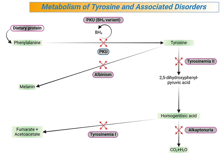 Illustration depicting the metabolism of tyrosine and associated disorders.