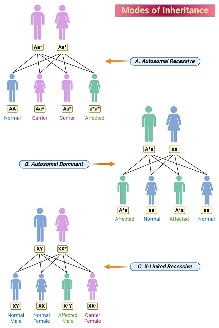 Visual representation of modes of inheritance: Autosomal recessive, autosomal dominant, and X-linked recessive.