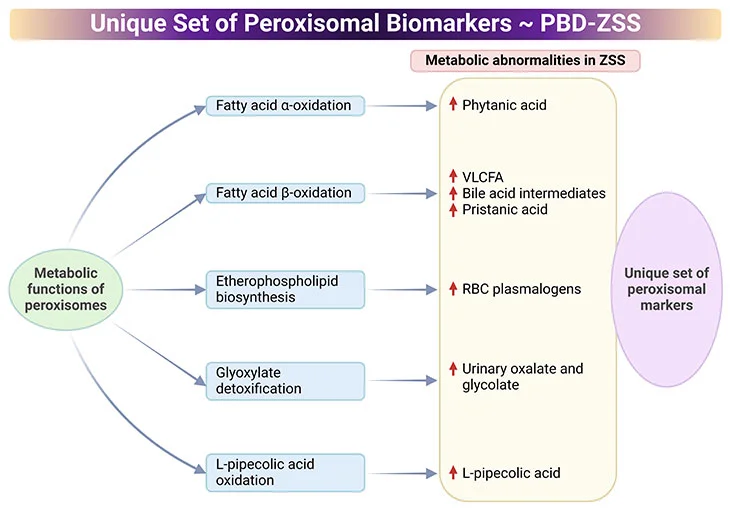 A diagram showing the unique set of peroxisomal biomarkers