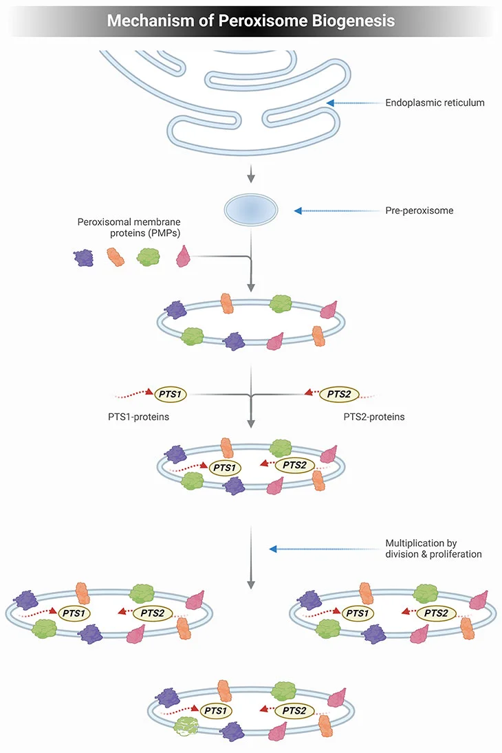 The process of peroxisome biogenesis