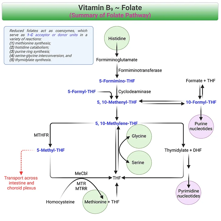 Vitamin B9 (Folate) - Summary of Folate Pathway