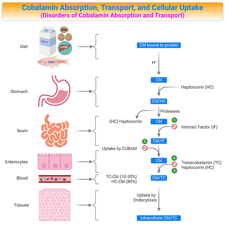 What are the disorders associated with cobalamin absorption and transport?
