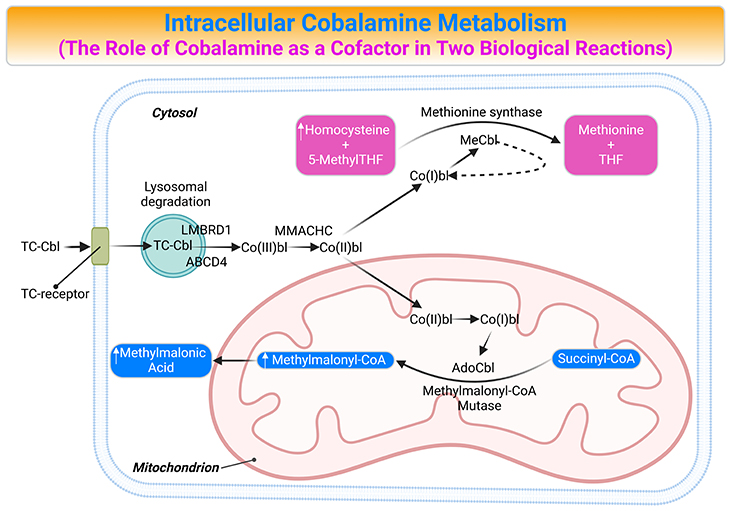 What is the role of cobalamin as a cofactor in intracellular metabolism?