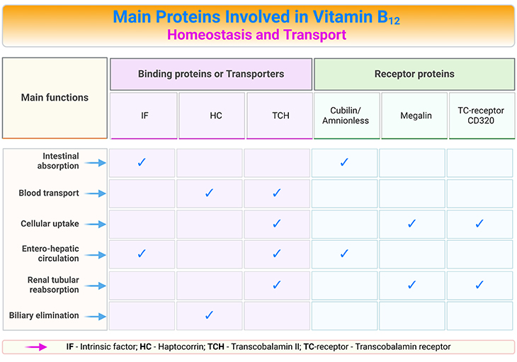 What proteins regulate and transport vitamin B12?