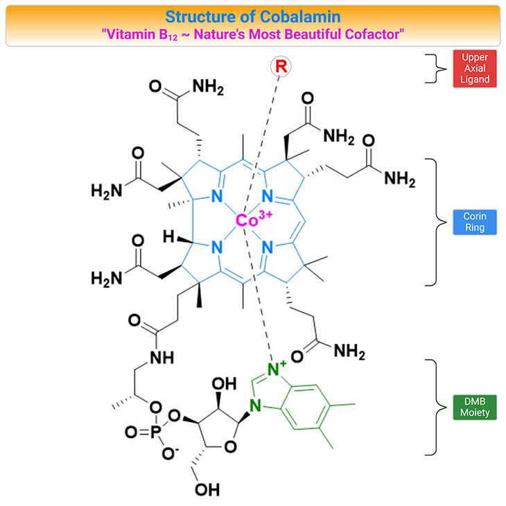 What makes cobalamin (Vitamin B12) nature's most beautiful cofactor?