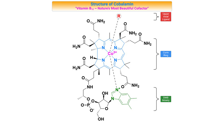 What makes cobalamin (Vitamin B12) nature's most beautiful cofactor?