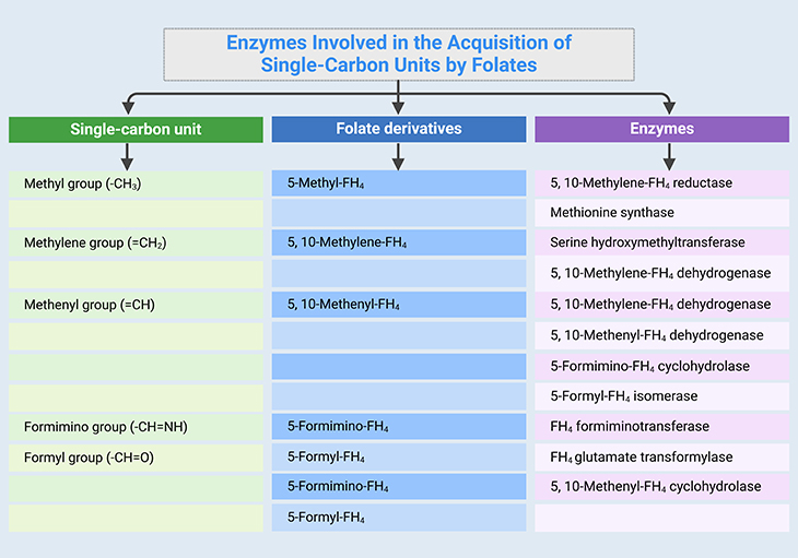 Enzymes Involved in the Acquisition of Single Carbon Units by Folates