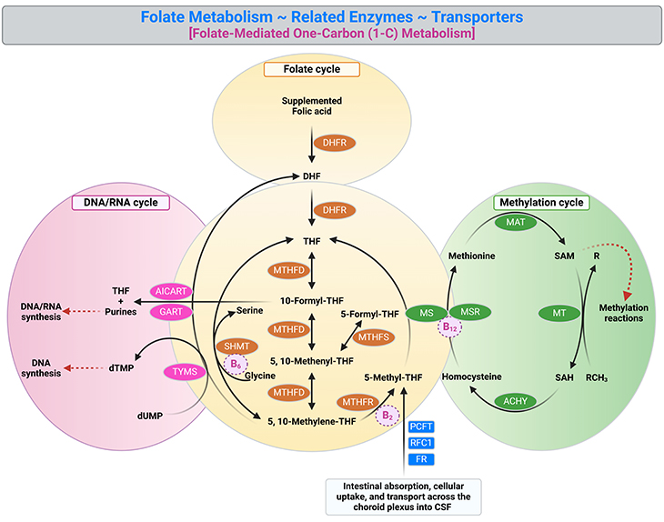 Folate Metabolism Related Enzymes Transporters Folate Mediated One Carbon 1 C Metabolism