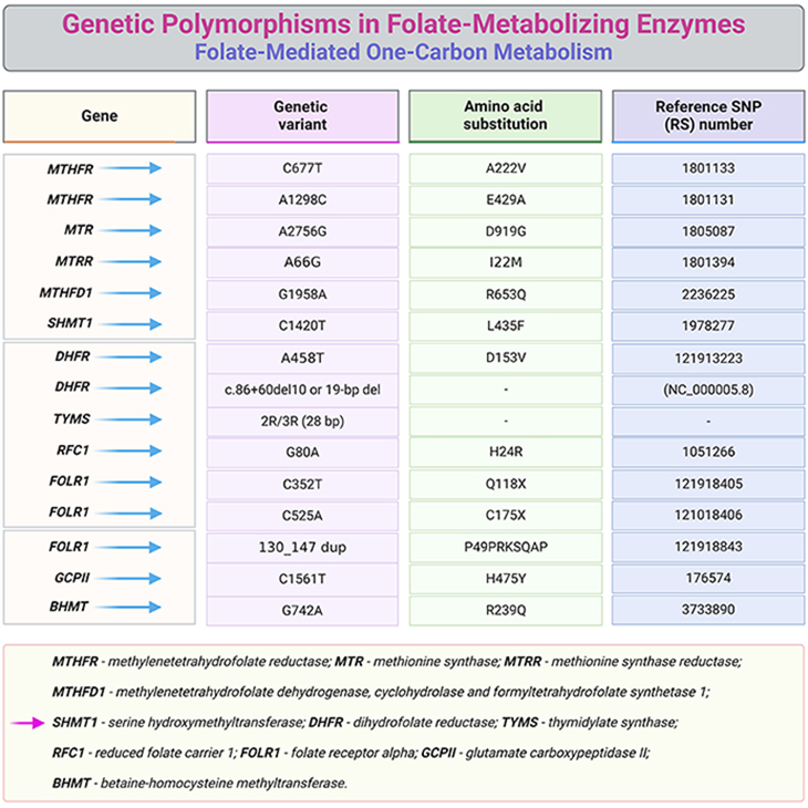 Genetic Polymorphisms in Folate Metabolizing Enzymes Folate Mediated One Carbon Metabolism