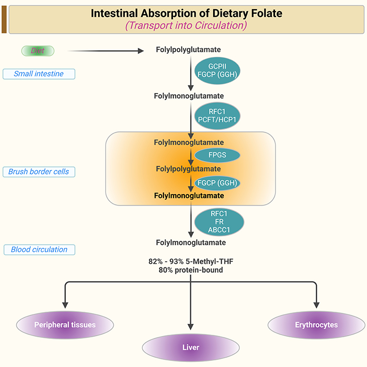 Intestinal Absorption of Dietary Folate Transport into Circulation